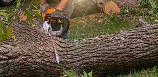 Best Tree Health Inspection  in Wilmington, DE