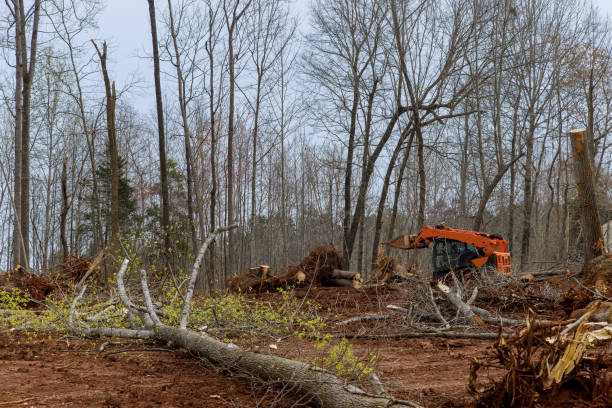 How Our Tree Care Process Works  in  Wilmington, DE